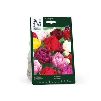 Høstløk tulipan, sen fylt