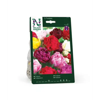 Høstløk tulipan, sen fylt