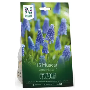 Høstløk krydderperleblomst Armeniacum