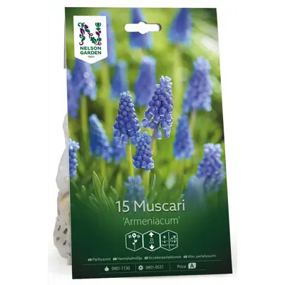 Høstløk krydderperleblomst Armeniacum