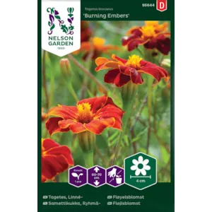 Frø fløyelsblomst Burning Embers