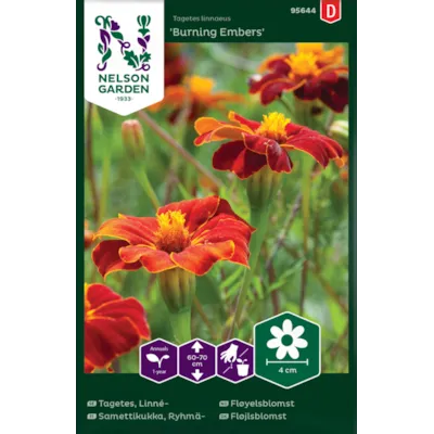 Frø fløyelsblomst Burning Embers