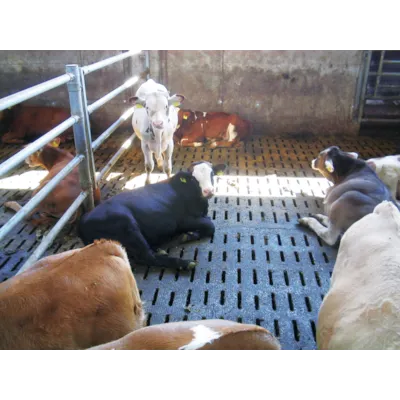 Lospa Swiss, bilde 2