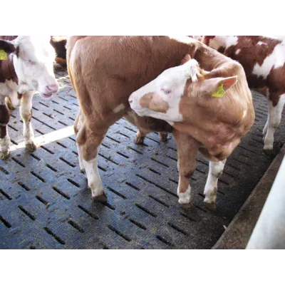 Lospa Swiss, bilde 4