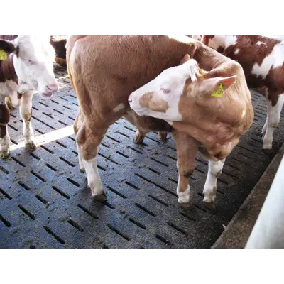 Lospa Swiss, bilde 4