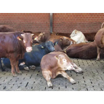 Lospa Swiss, bilde 3