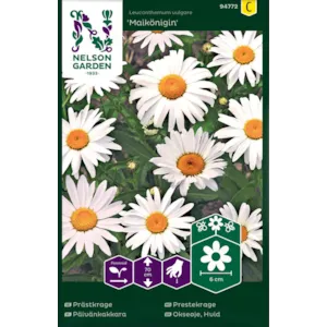 Frø prestekrage Maikönigin