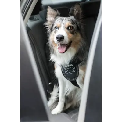 Bilsele til hund