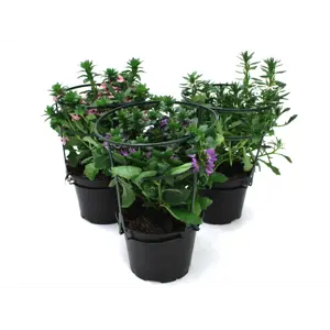 Femtunge Scaevola Aemula