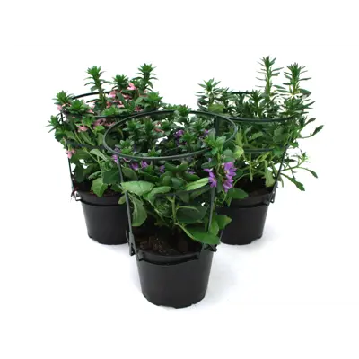 Femtunge Scaevola Aemula, bilde 2
