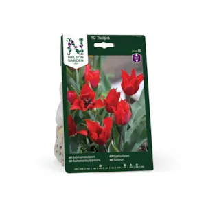 Høstløk øyetulipan