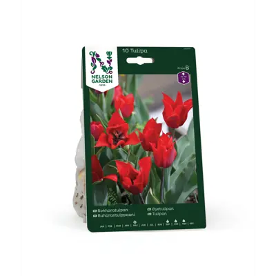 Høstløk øyetulipan