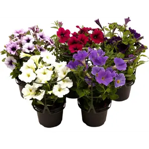 Superpetunia