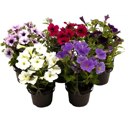 Superpetunia