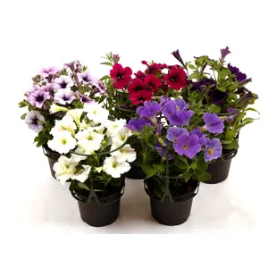 Superpetunia