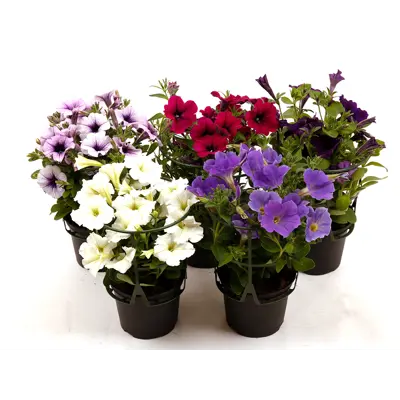 Superpetunia