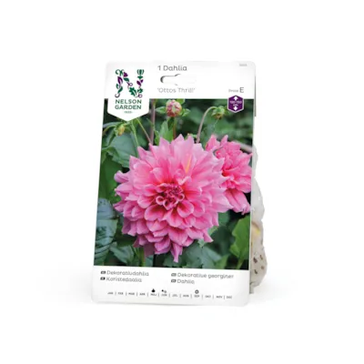 Vårløk dekorative georginer Ottos Thrill