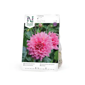 Vårløk dekorative georginer Ottos Thrill