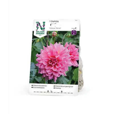 Vårløk dekorative georginer Ottos Thrill