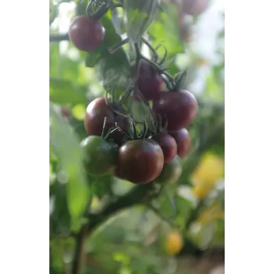 Frø tomat høy Black Cherry økologisk, bilde 2