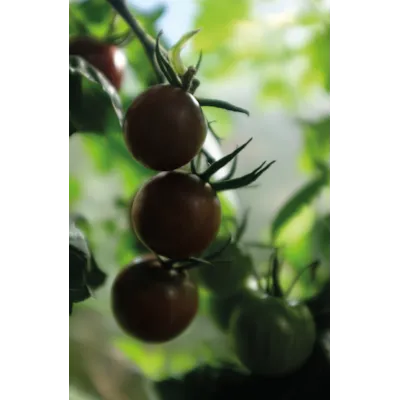 Frø tomat høy Black Cherry økologisk, bilde 3