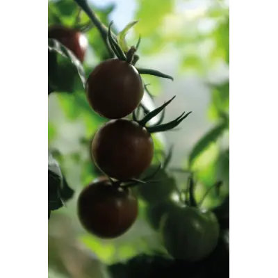 Frø tomat høy Black Cherry økologisk, bilde 3