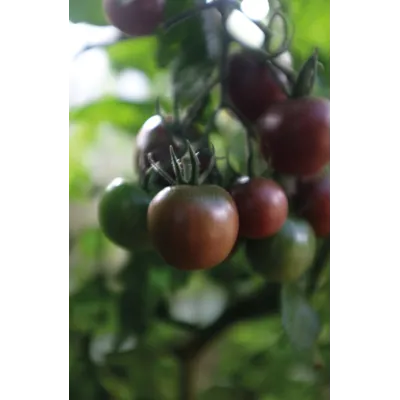 Frø tomat høy Black Cherry økologisk, bilde 4