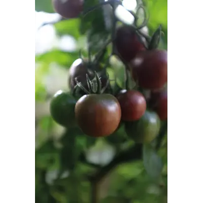 Frø tomat høy Black Cherry økologisk, bilde 4