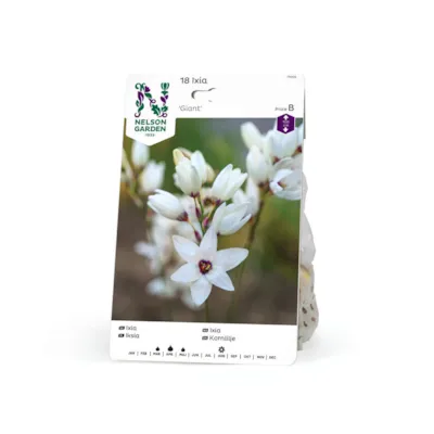 Høstløk ixia Giant