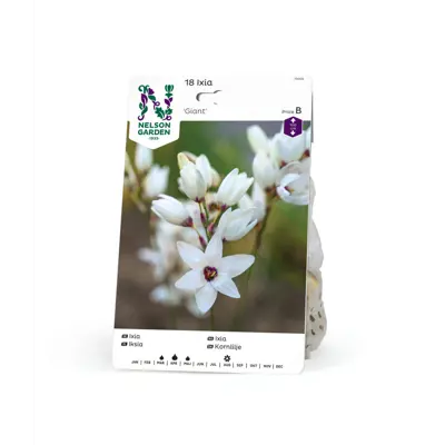 Høstløk ixia Giant