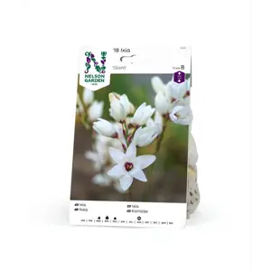 Høstløk ixia Giant