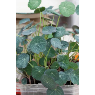 Frø salatkarse MicroLeaf, bilde 2