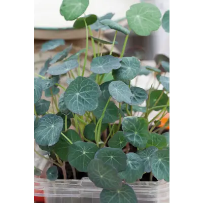 Frø salatkarse MicroLeaf, bilde 2