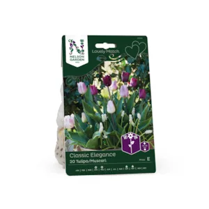 Høstløk tulipan og muscari Classic Elegance