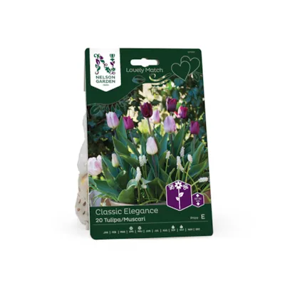 Høstløk tulipan og muscari Classic Elegance