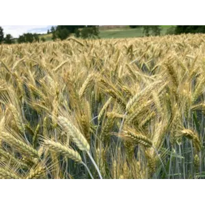 Belcanto Høstrughvete