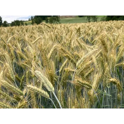 Belcanto Høstrughvete