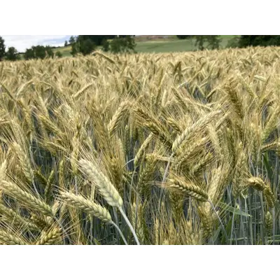 Belcanto Høstrughvete