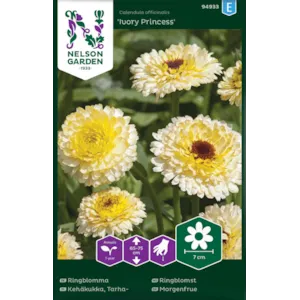 Frø ringblomst Ivory Princess