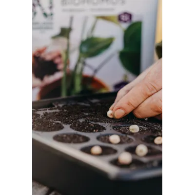 Frø brytsukkerert Nairobi, bilde 2