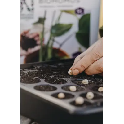 Frø brytsukkerert Nairobi, bilde 2