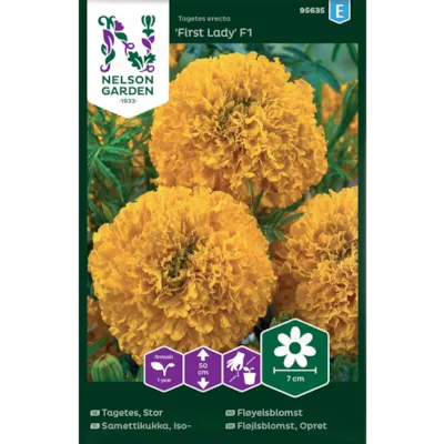 Frø fløyelsblomst First Lady