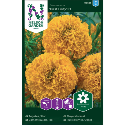 Frø fløyelsblomst First Lady