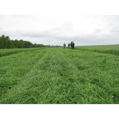 Frøblanding Spire Surfôr/beite Normal 10 kg, bilde 2