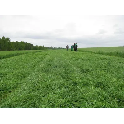 Frøblanding Spire Surfôr/beite Normal 10 kg, bilde 2