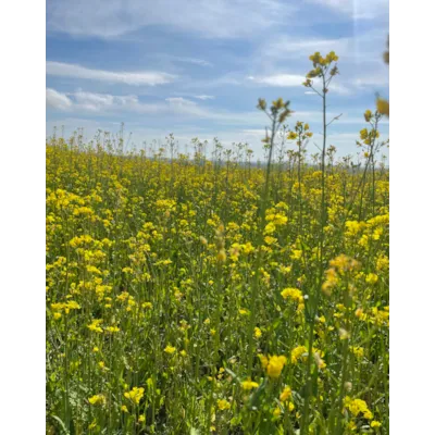 Invigor 305 PS Vårraps