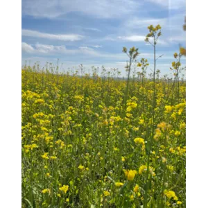 Invigor 305 PS Vårraps