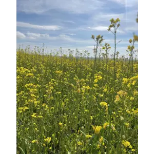 Invigor 305 PS Vårraps