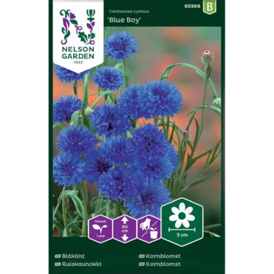 Frø kornblomst Blue Boy