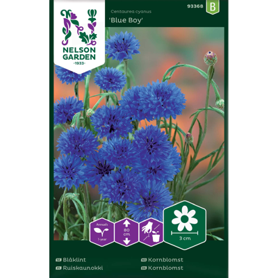 Frø kornblomst Blue Boy